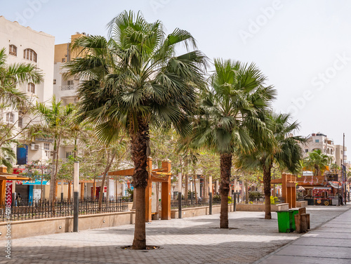 Beautiful  tall date palms on the street of the resort town.