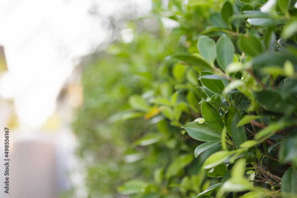 Obraz premium Blur plant green leaf in garden with bokeh background