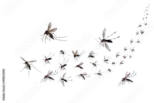 Flying mosquitoes isolated on white background © Piman Khrutmuang