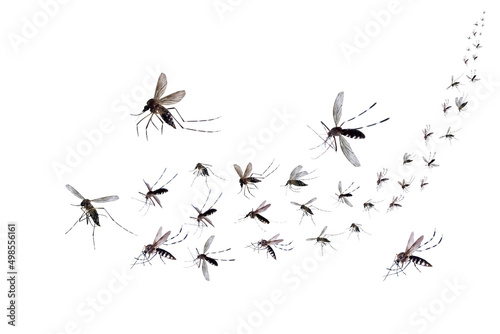 Flying mosquitoes isolated on white background