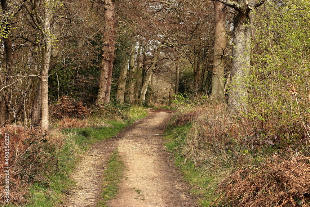 Track though English Woodland Track though English Woodland