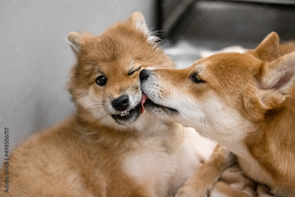 Japanese Shiba Inu dogs. Mom with daughter, mom dog washes puppy daughter