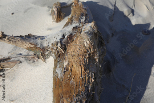 Billede på lærred Sandy beach on the Curonian Spit