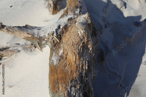 Billede på lærred Sandy beach on the Curonian Spit