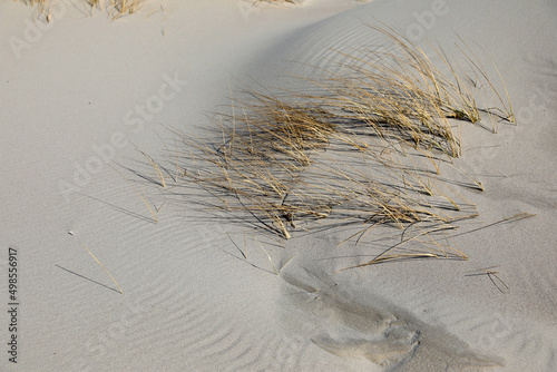 Billede på lærred Sandy beach on the Curonian Spit
