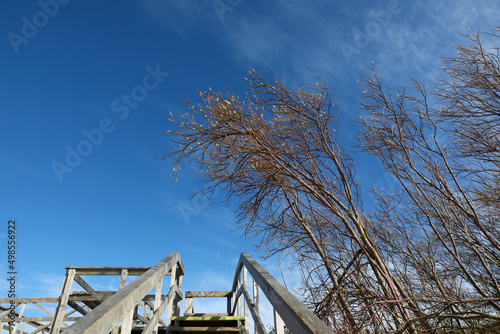 Billede på lærred Sandy beach on the Curonian Spit