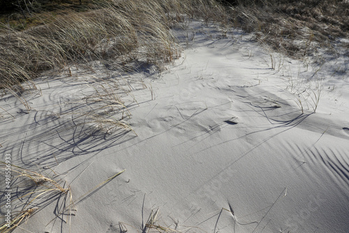 Fotografi Sandy beach on the Curonian Spit