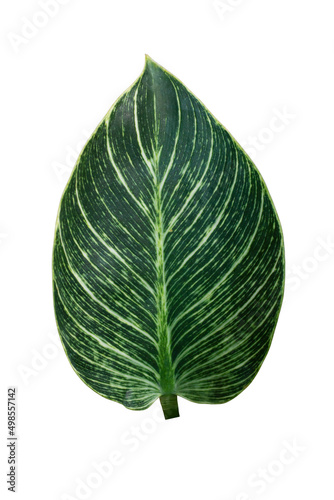 Green leaf and white stripes of Philodendron Birkin isolated on white background included clipping path.