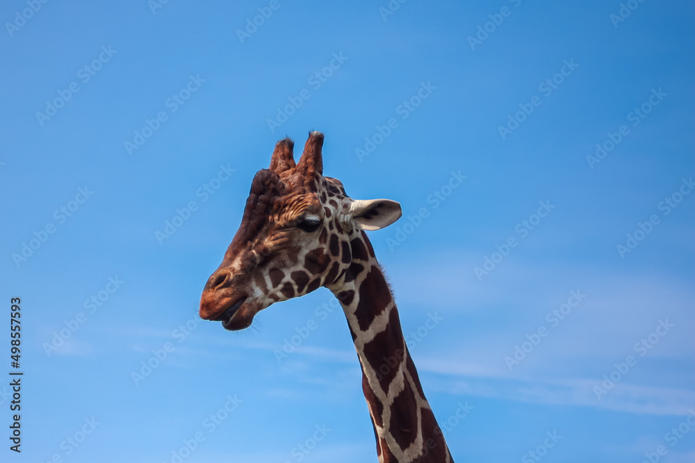 Giraffe's head on the clear blue sky background. Animals from Africa
