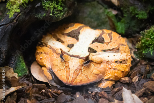 Ceratophrys cornuta Amazonian horned frog close-up photo