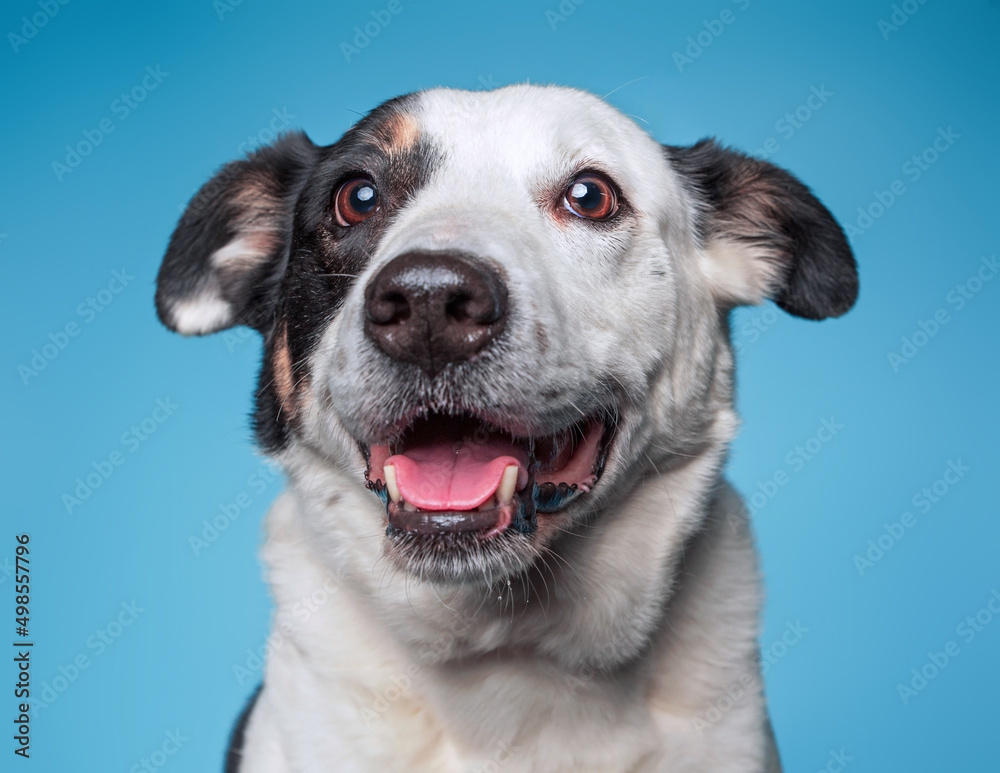 Cute border collie mix cattle dog on an isolated background studio shot