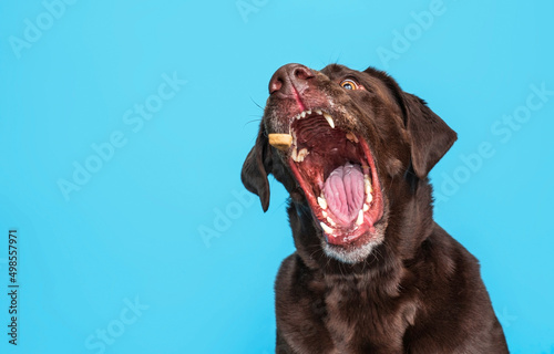 Chocolate lab catching a treat on an isolated blue background © annette shaff