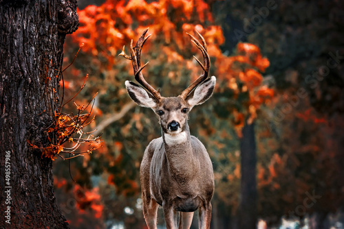 beautiful young buck deer at sunset during summer © annette shaff