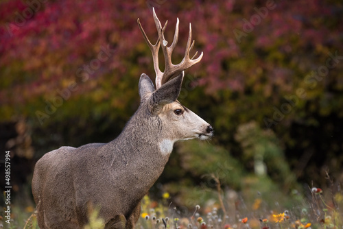 beautiful young buck deer at sunset during summer