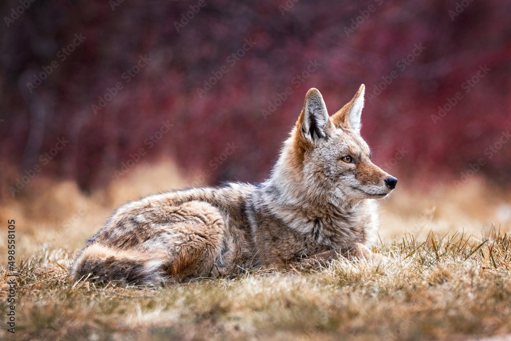 Fototapeta premium Beautiful photo of a wild coyote out in nature
