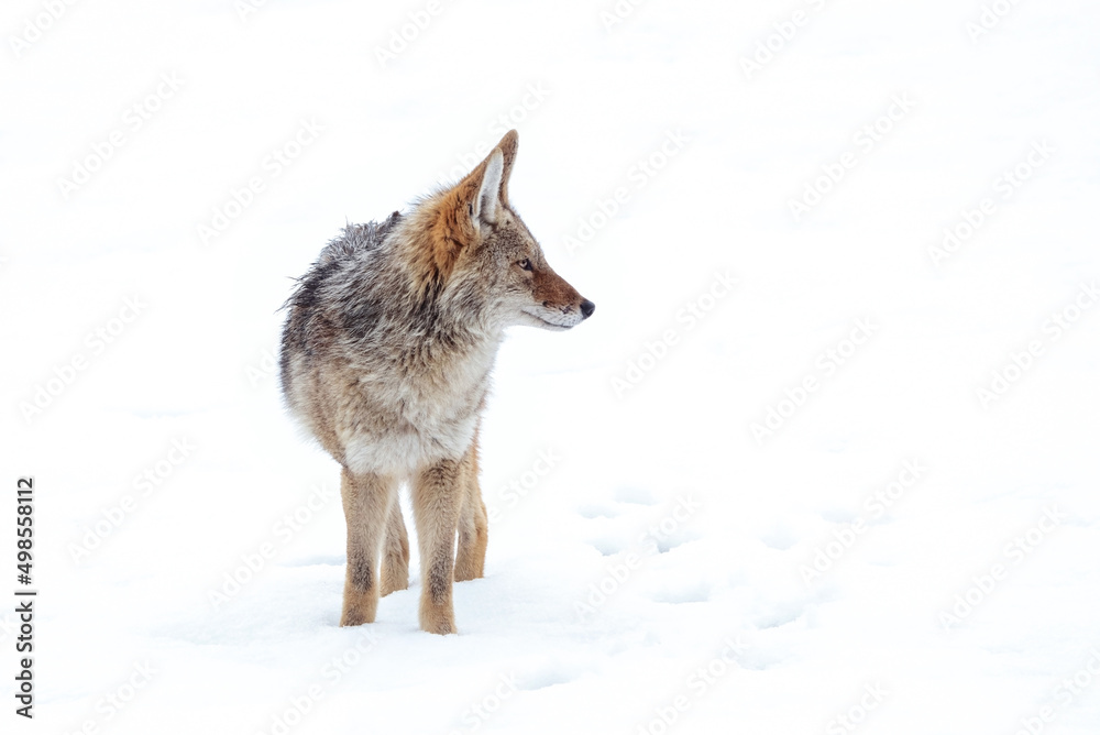 Fototapeta premium Beautiful photo of a wild coyote out in nature
