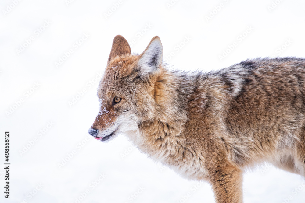 Beautiful photo of a wild coyote out in nature