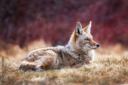 Beautiful photo of a wild coyote out in nature © annette shaff