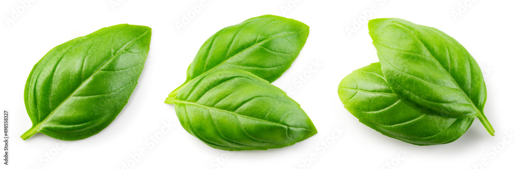 Obraz premium Basil isolated. Basil leaf flat lay on white background. Green basil leaves collection top view. Full depth of field.