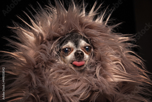 cute chihuahua wrapped in fur with his tongue hanging in a studio shot isolated on a black background © annette shaff