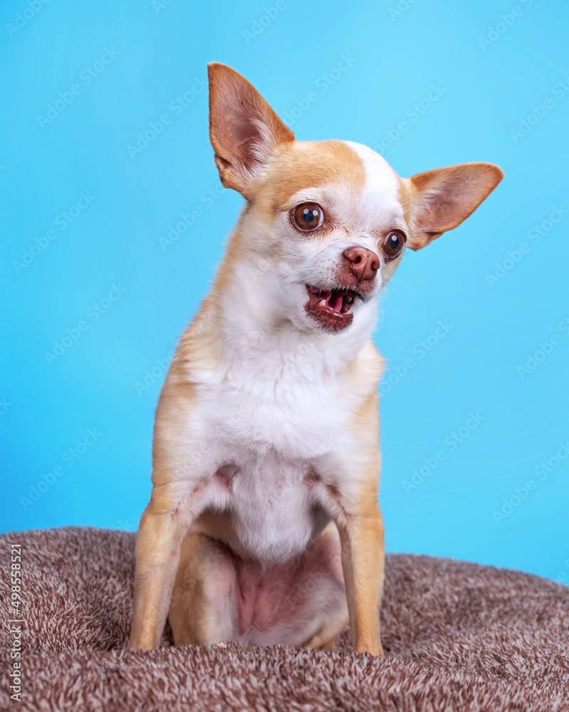 studio shot of a cute dog on an isolated background