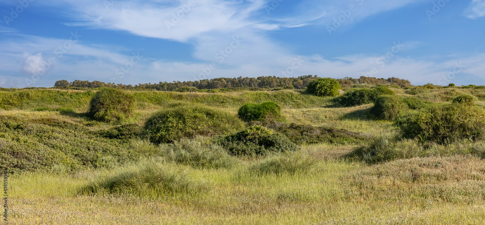 Beautiful view of a yellow, green field with bushes. Horizontal banner of meadow landscape with blue sky in the background.