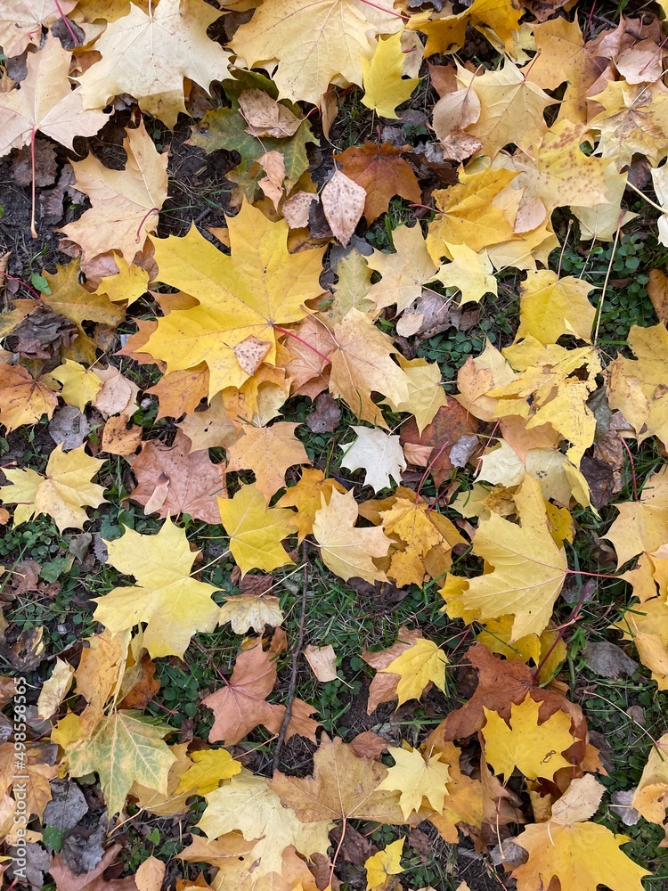 Autumn background with multicolored maple leaves on the ground