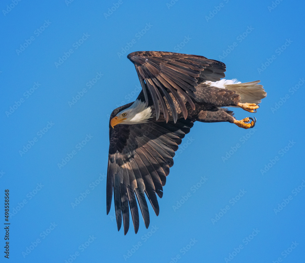 Obraz premium american bald eagle