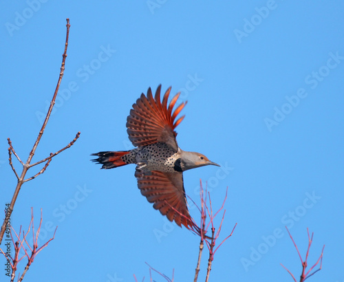 Fotografija red shafted northern flicker in nature