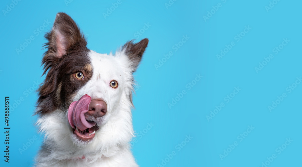 studio shot of a shelter dog on an isolated background