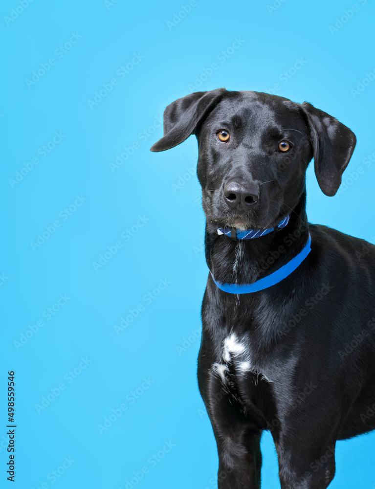 studio shot of a cute dog on an isolated background