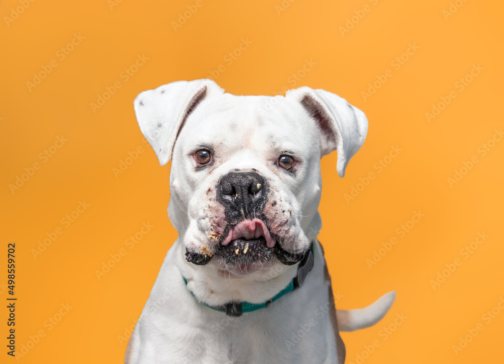 studio shot of a cute dog on an isolated background
