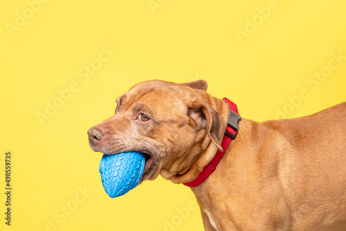 studio shot of a cute dog on an isolated background