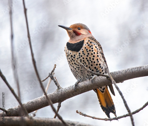 red shafted cross yellow intergrade northern flicker in nature