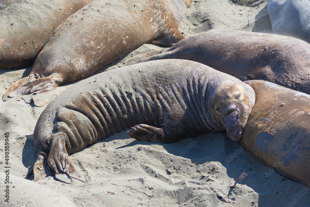 Obraz premium seal on the beach