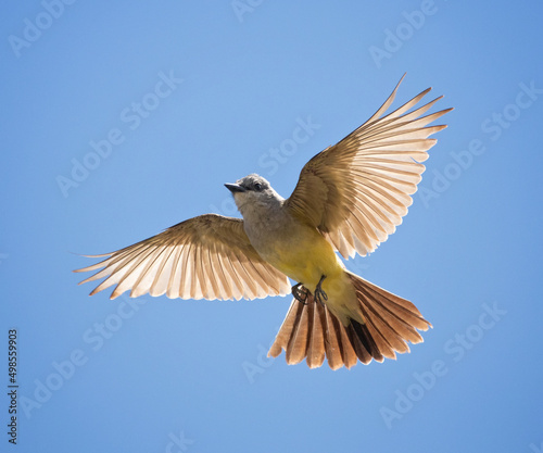 western king bird out in nature photo