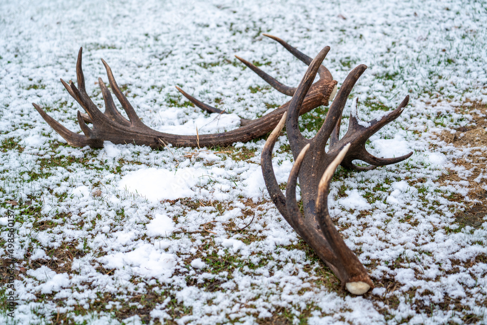 majestic pair of shed antlers from a red deer, cervus elaphus majestic pair of shed antlers from a red deer, cervus elaphus
