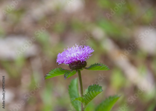purple Centratherum flower