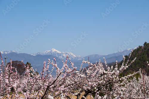森のあんず ピンクの花は高妻山を背に 青空に向かって咲き誇る photo