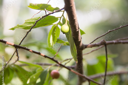 unripe cherry fruit with a green color