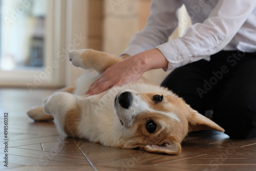 A cute Pembroke Welsh Corgi dog is lying on the floor, and a child is looking at her