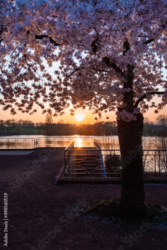 Kirschblüte am See