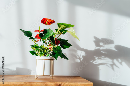 House plant red Anthurium in modern white flower pot on a wooden console under sunlight and shadows on a white gray wall. Biophilia in minimalist Scandinavian style living room design. Copy space. photo