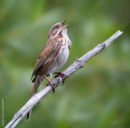 song sparrow sitting on a branch