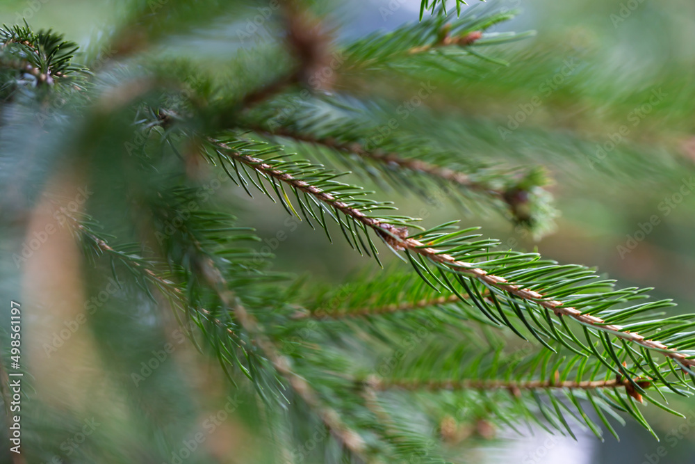 Background of spruce branches in close-up Background of spruce branches in close-up