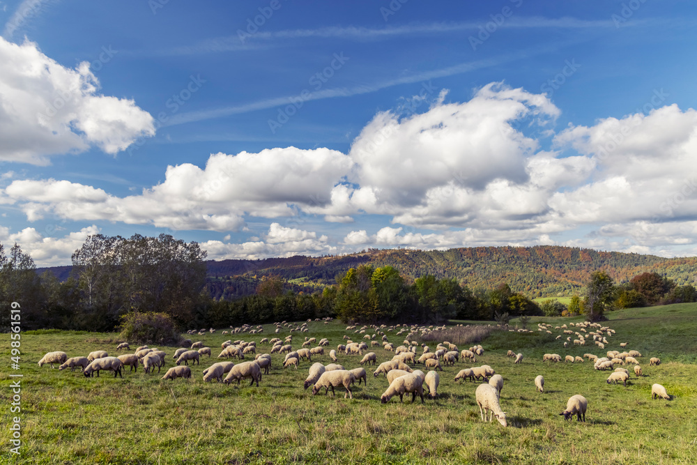 Sheep herd near Terchova, Mala Fatra, Slovakia