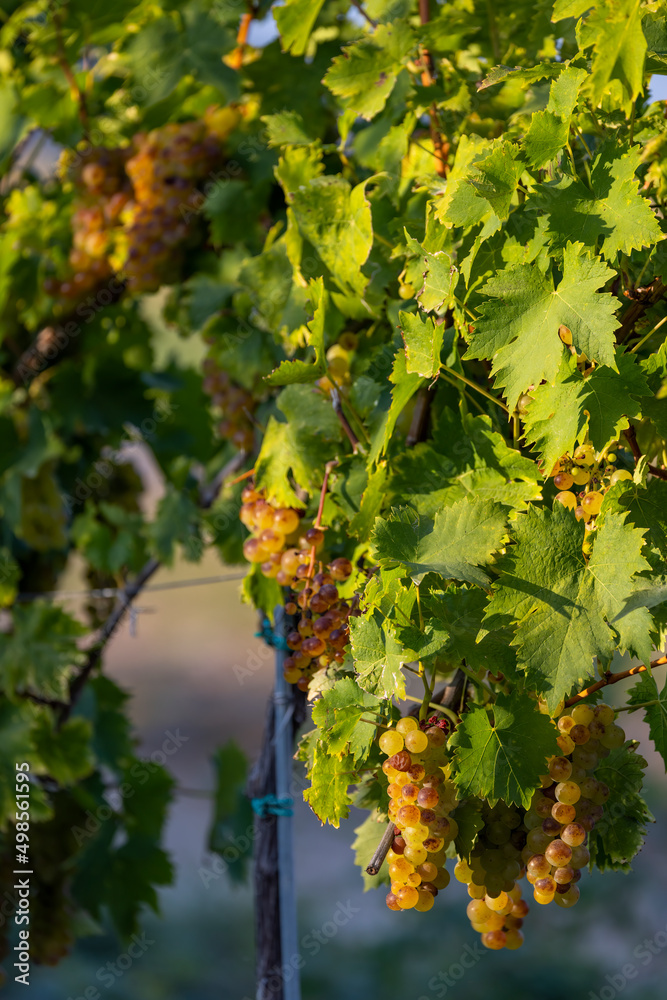 Fototapeta premium Grapes yellow muscat near Hercegkut, Tokaj region, Hungary