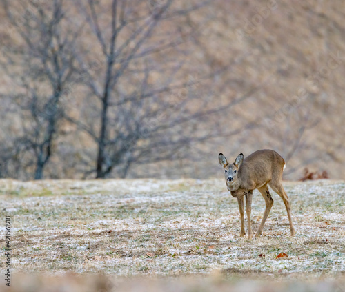 Young roe deer in a frosty morning in mountains of northern Slovenia