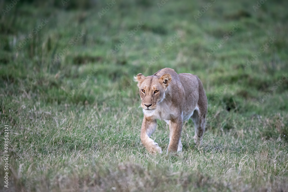 Obraz premium Lioness at dusk in the masai mara, Kenya, walking through the lush, cool grass.