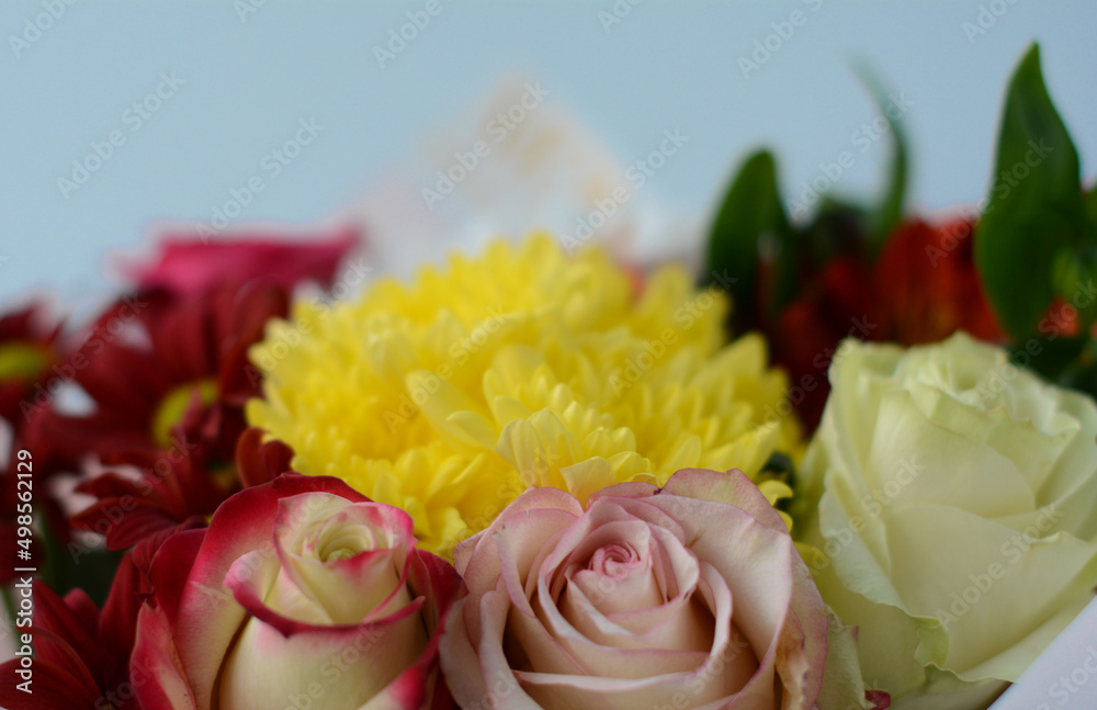 Obraz premium Close-up of a very beautiful lush bouquet of roses and asters on a blue background. Soft focus.